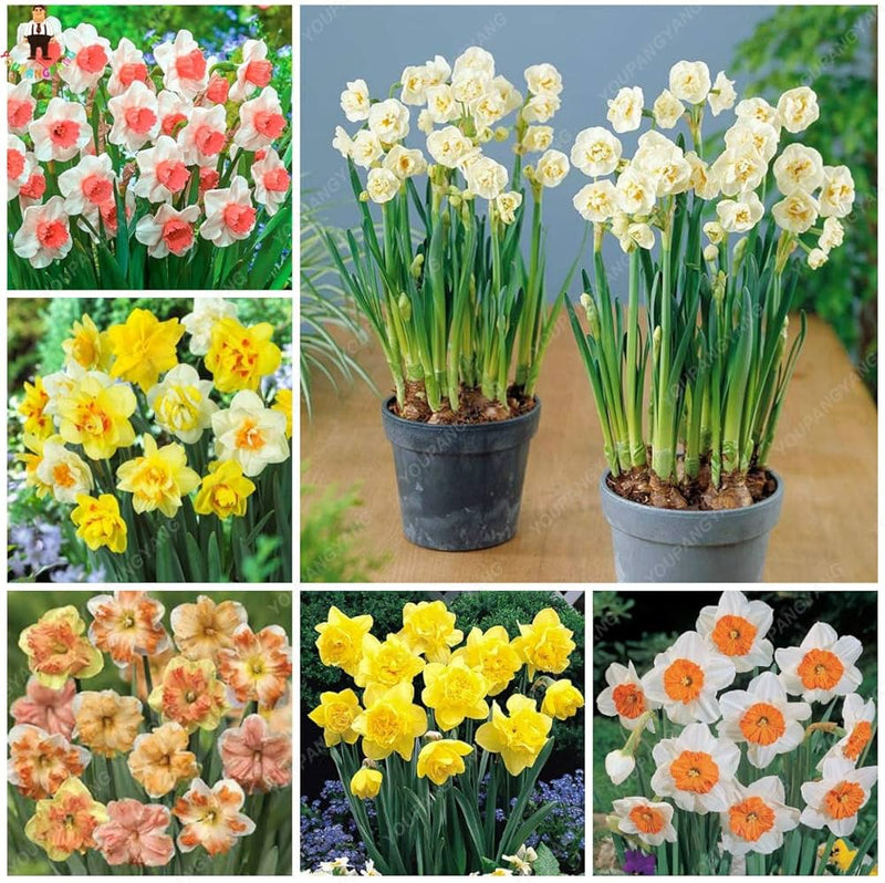 Mixed Color Double Narcissus Flower Seeds for Planting Drought Tolerant Heirloom & GMO Free Seeds for Home Garden
Sale