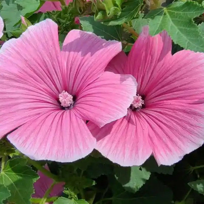 White Pink Lavatera Flower Seeds for Planting Seed for Lush Blooms, Perfect for Elegant Garden Displays