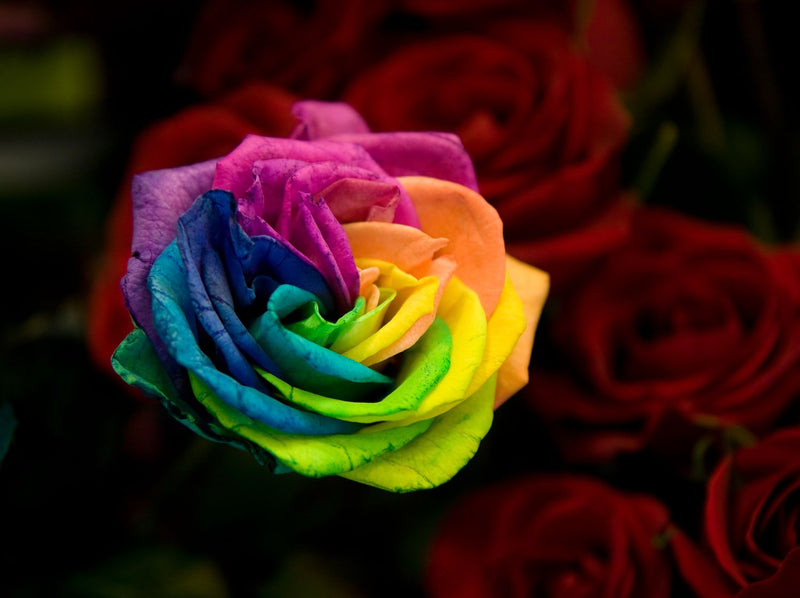 Rainbow Rose Flower Seeds for Planting – Easy to Grow Heirloom & NonGMO Home Garden Seeds
Sale