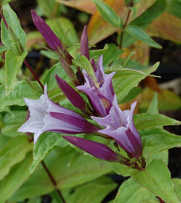 Lavender Gentiana Asclepiadea Flower seeds for Planting - Long Bloom Season, Heirloom & GMO Free Seeds for Home Garden
Sale seeds for home garden
