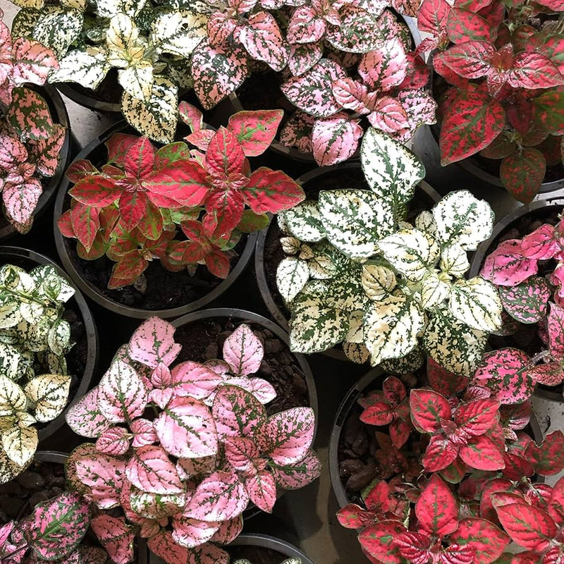 Pink Green Hypoestes Splash Flower seeds for Planting - Bright Blooms, Heirloom & GMO Free Seeds for Home Garden