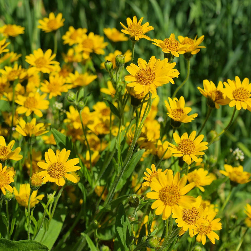 Arnica Montana Flower seeds for Planting - Wildflower Mix, Heirloom & GMO Free Seeds for Home Garden
Sale for planting in home garden