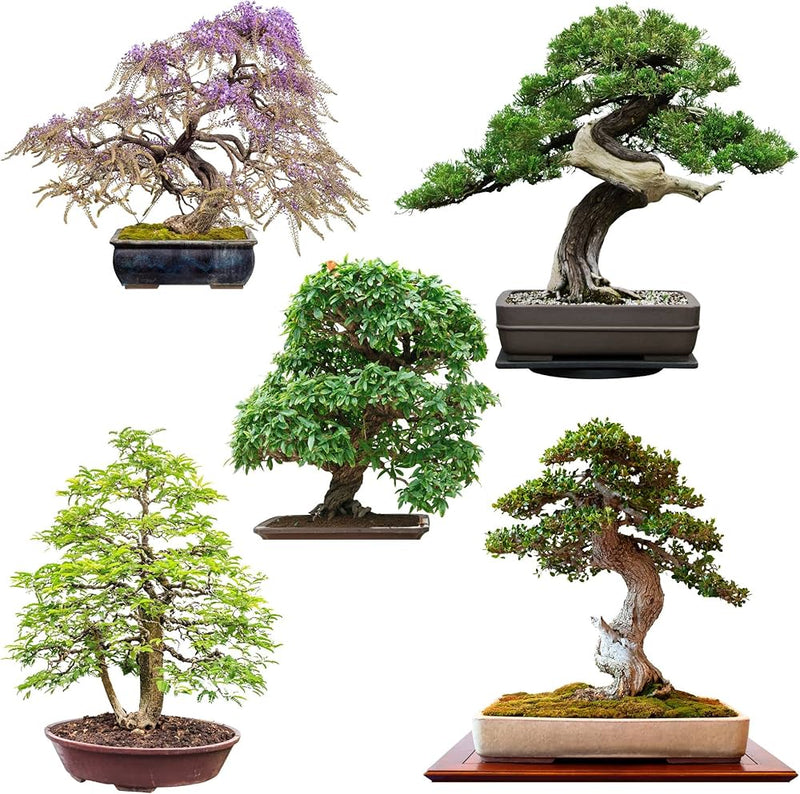 Multi Simsii Bonsai Seeds for Planting Low Maintenance Heirloom & GMO Free Seeds for Home Garden
Sale