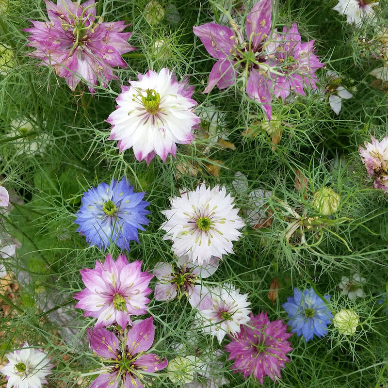 Damascena Flower seeds for Planting - Hardy Variety, Heirloom & GMO Free Seeds for Home Garden
Sale seeds for planting in home garden