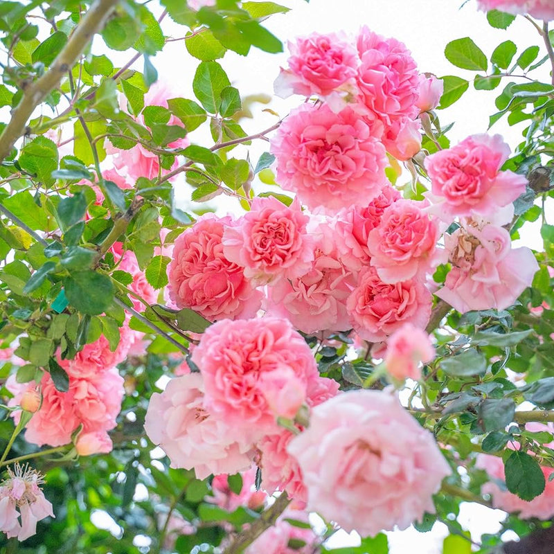 Pink White Climbing Rose Seeds for Planting Long Bloom Season Heirloom & GMO Free Seeds for Home Garden
Sale