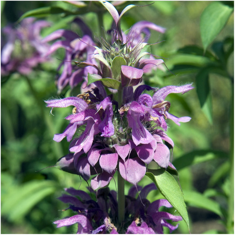 Purple Monarda Punctata Seeds for Planting Vibrant Perennial Blooms