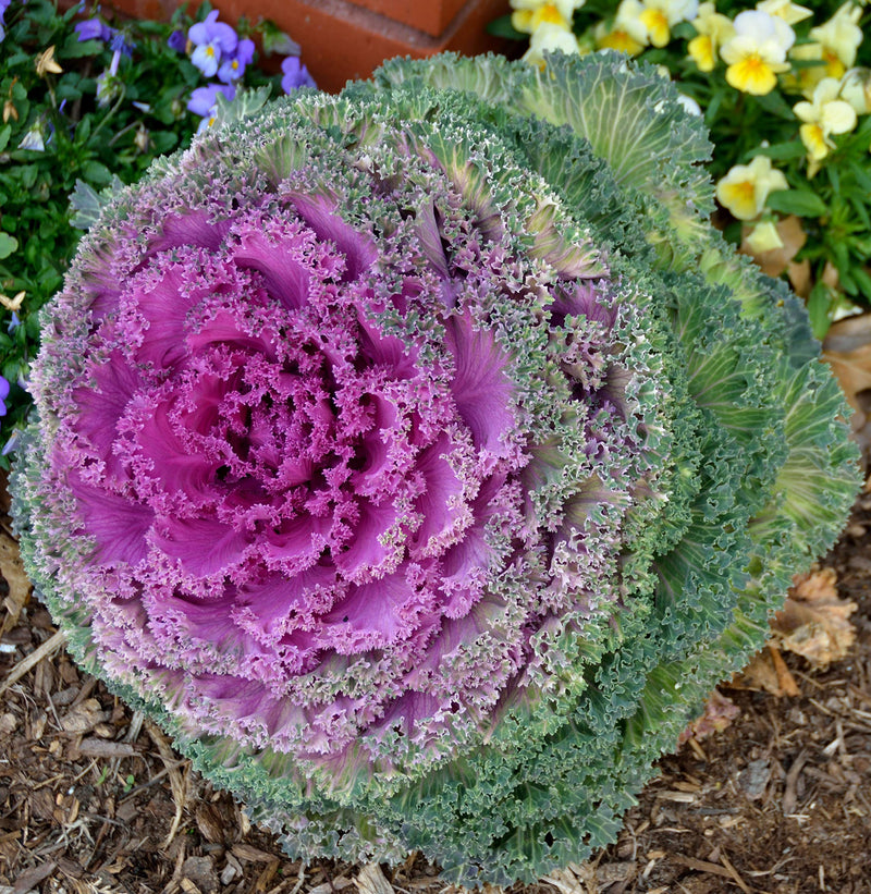 Violet Sky Blue Brassica Oleracea Flower Seeds for Planting Colorful Display Heirloom & GMO Free Seeds for Home Garden
Sale