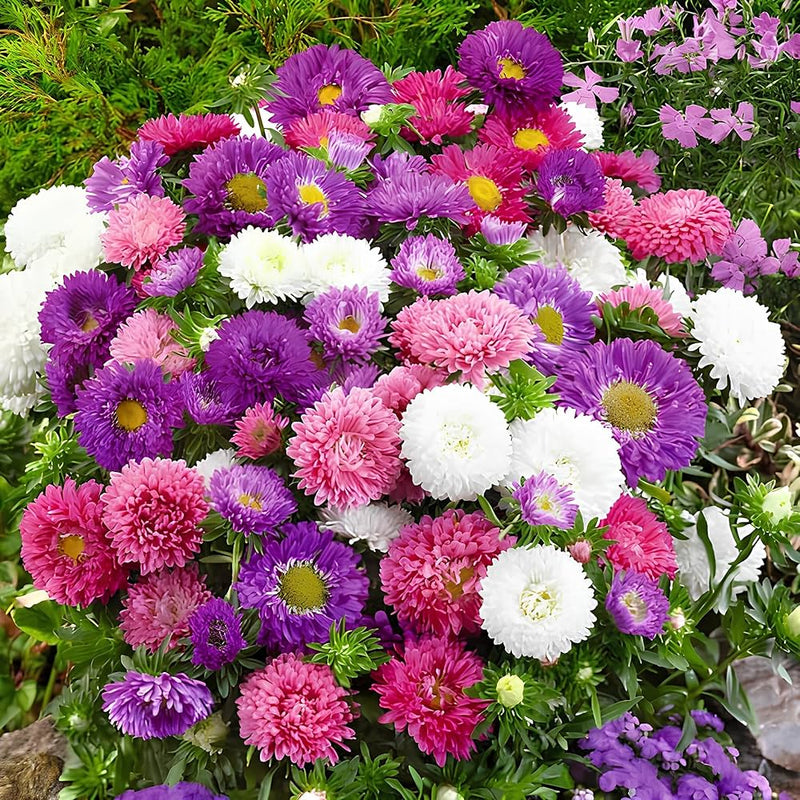 MultiColour Aster Flower Seeds for Planting Seasonal Bloomer Heirloom & GMO Free Seeds for Home Garden
Sale