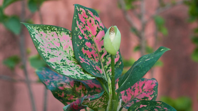 Aglaonema Flower seeds for Planting Wildflower Mix Heirloom & GMO Free Seeds for Home Garden