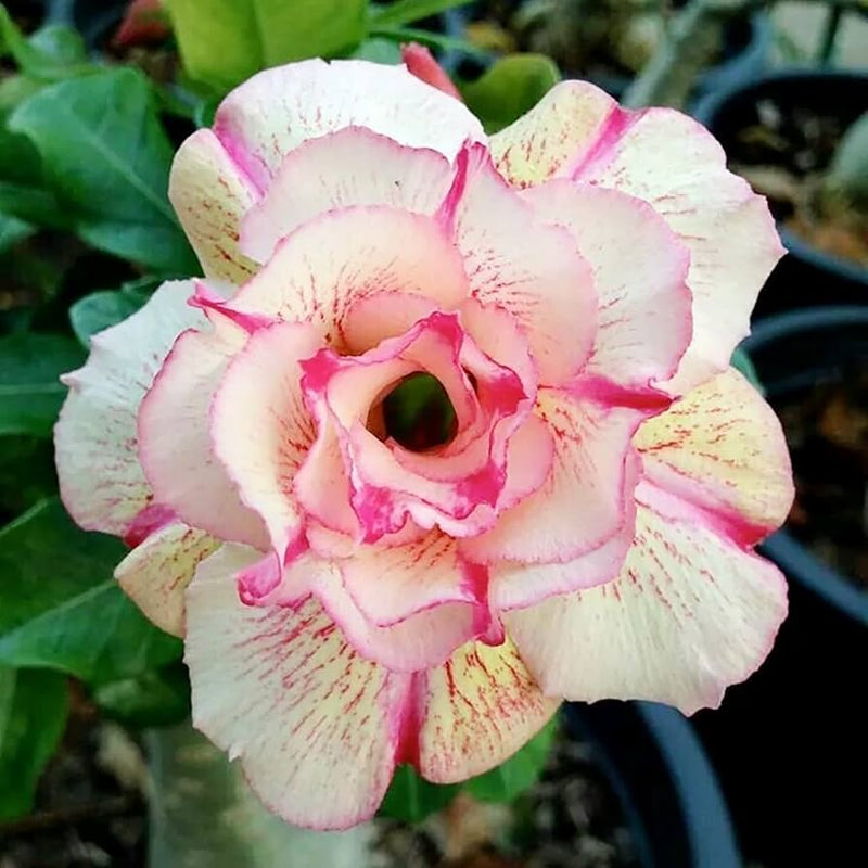 Non GMO Adenium seeds for planting