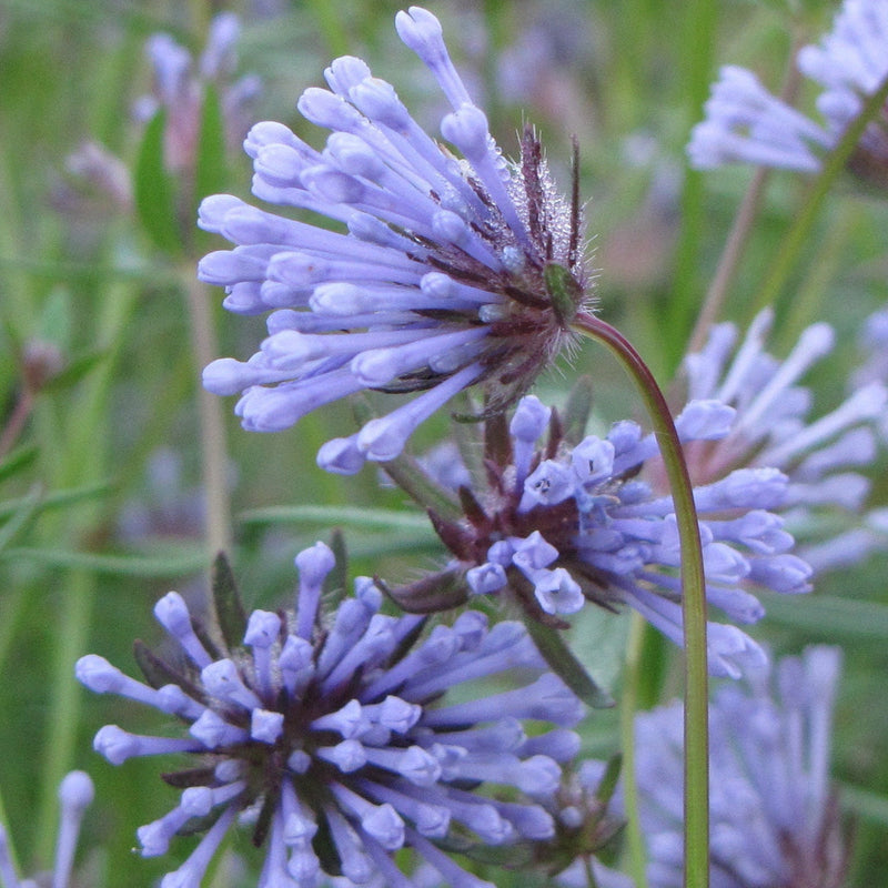 Blue Woodruff Flower seeds for Planting - Wildflower Mix, Heirloom & GMO Free Seeds for Home Garden
Sale for planting in home garden