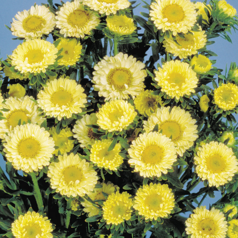 Light Yellow Aster Flower Seeds for Planting Bright Blooms Heirloom & GMO Free Seeds for Home Garden
Sale