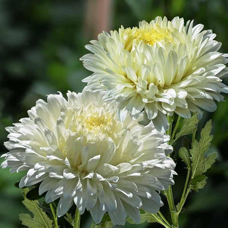 White Aster Callistephus Flower Seeds for Planting Premium Quality Heirloom & GMO Free Seeds for Home Garden
Sale
