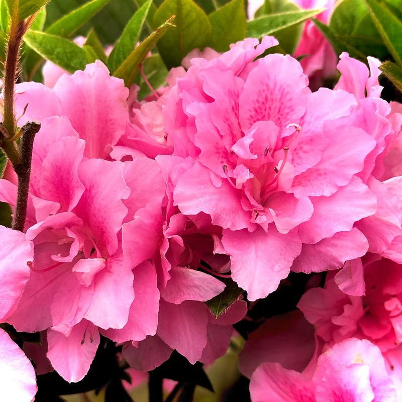 Azalea Seeds for Vibrant Planting