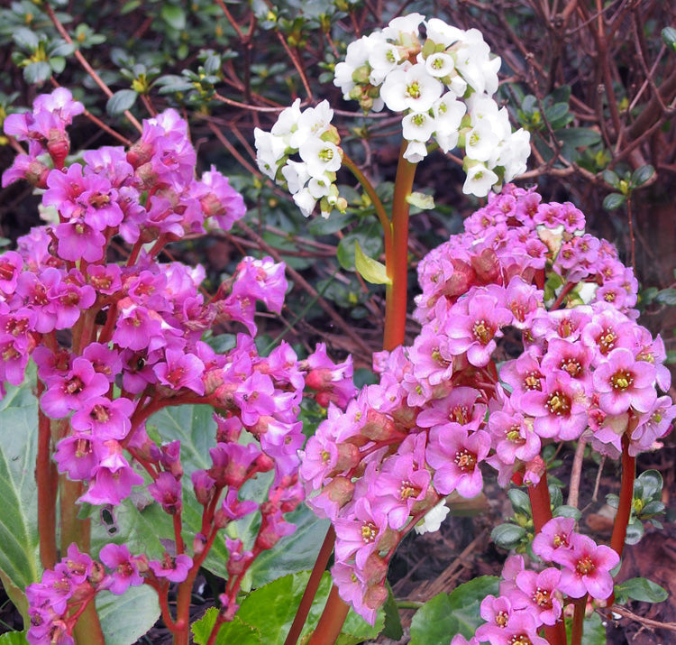 Mixed Bergenia Cordifolia Flower seeds for Planting - Compact Growth, Heirloom & GMO Free Seeds for Home Garden