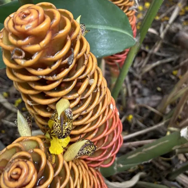 Brown Ginger Flower seeds for Planting Garden Favorite Heirloom & GMO Free Seeds for Home Garden
Sale