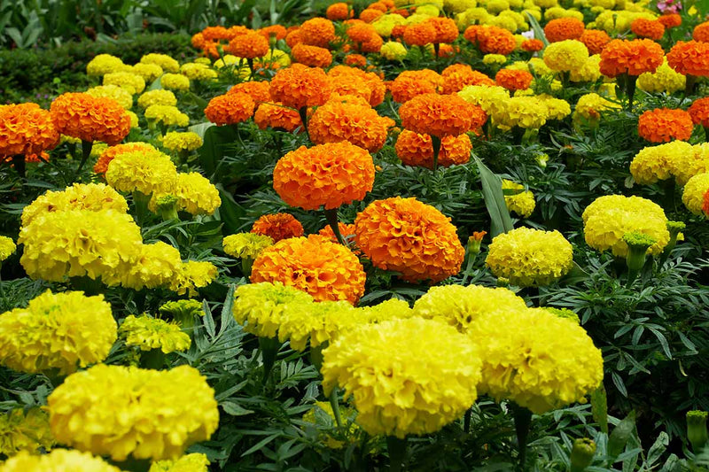 Marigold Flower seeds for Planting Garden Favorite Heirloom & GMO Free Seeds for Home Garden