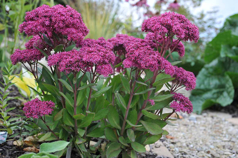 Mixed Sedum Flower seeds for Planting Compact Growth Heirloom & GMO Free Seeds for Home Garden
Sale