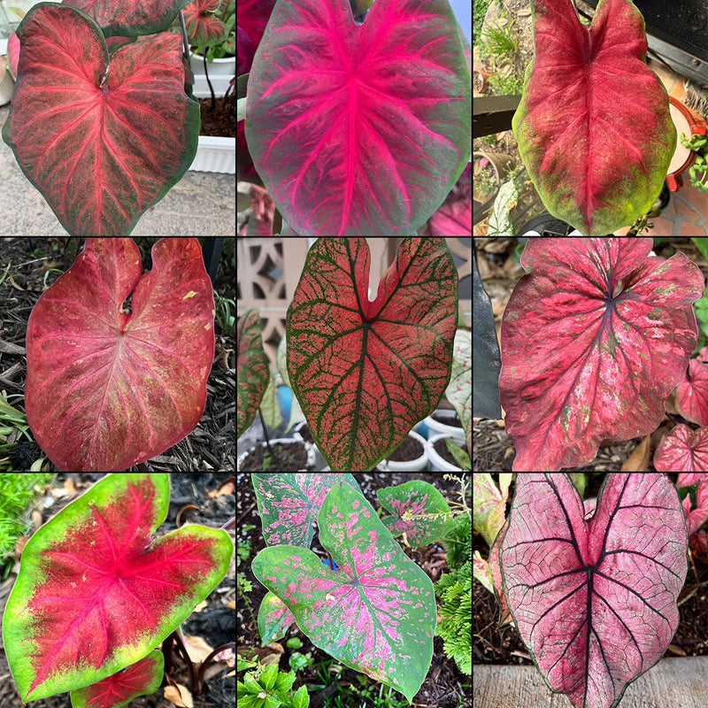 Caladium Mix Seeds for Planting Vibrant Foliage for Garden and Indoors
