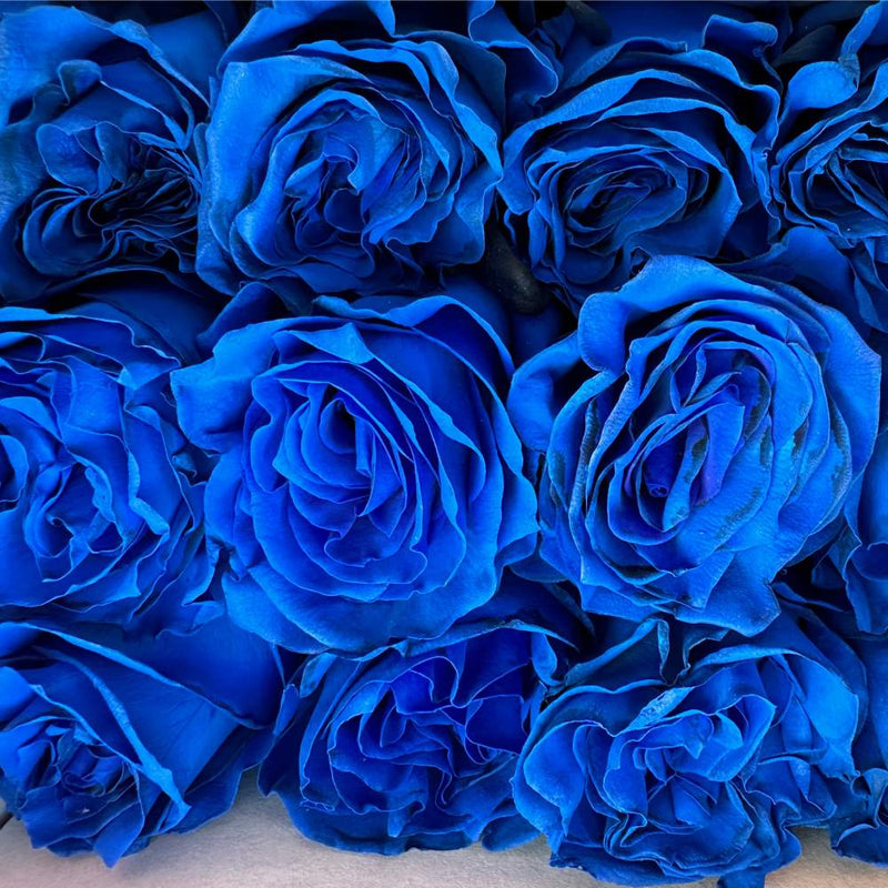 Blue Rose Flower Seeds Cultivate Unique Blooms in Your Garden