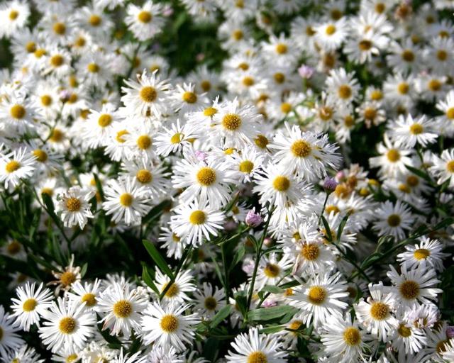 Boltonia (Boltonia Asteroides) seeds for planting in home garden