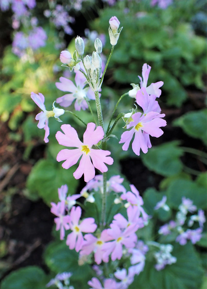 Light Pink Primula Malacoides Flower Seeds – Seasonal Bloomer Heirloom & NonGMO Seeds for Home Garden
Sale