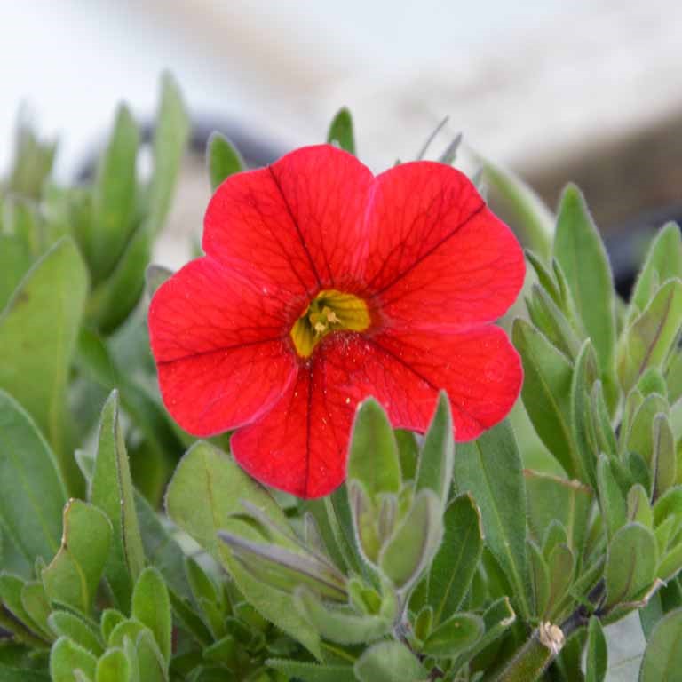 Red Calibrachoa Flower Seeds, Easy-to-Grow Heirloom Non-GMO Blooms for Hanging Baskets & Gardens