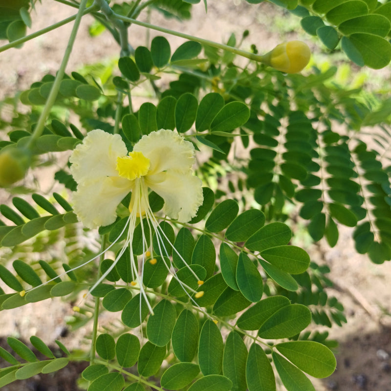 White Caesalpinia Flower Seeds for Planting – Pollinator Friendly Heirloom & NonGMO Seeds for Home Garden
Sale