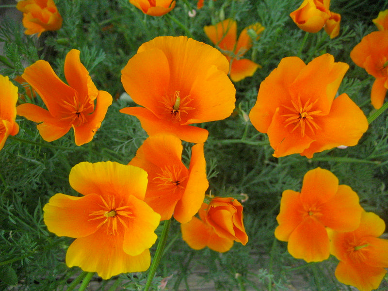 Orange Eschscholtzia Flower Seeds – Bright Blooms Heirloom & NonGMO for Home Garden
Sale
