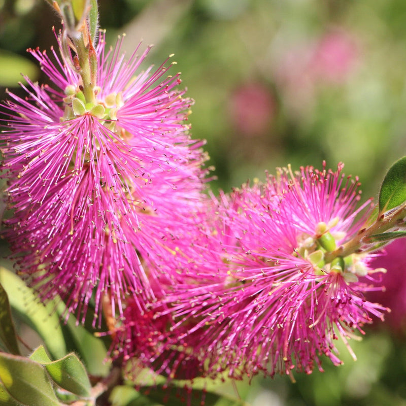 Pink Bottle Brush Flower seeds for Planting - Pollinator Friendly, Heirloom & GMO Free Seeds for Home Garden
Sale for planting in home garden