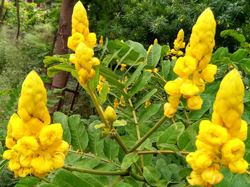 Cassia Alata Flower seeds for Planting Fragrant Blossoms Heirloom & GMO Free Seeds for Home Garden
Sale