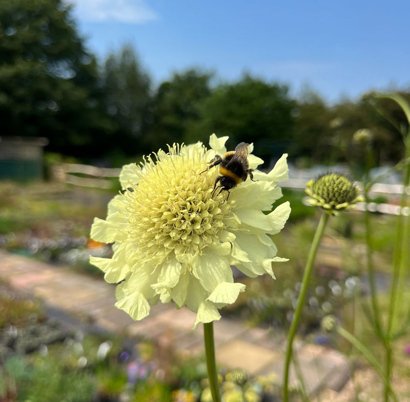 Cephalaria Gigantea Flower seeds for Planting - Vibrant Colors, Heirloom & GMO Free Seeds for Home Garden