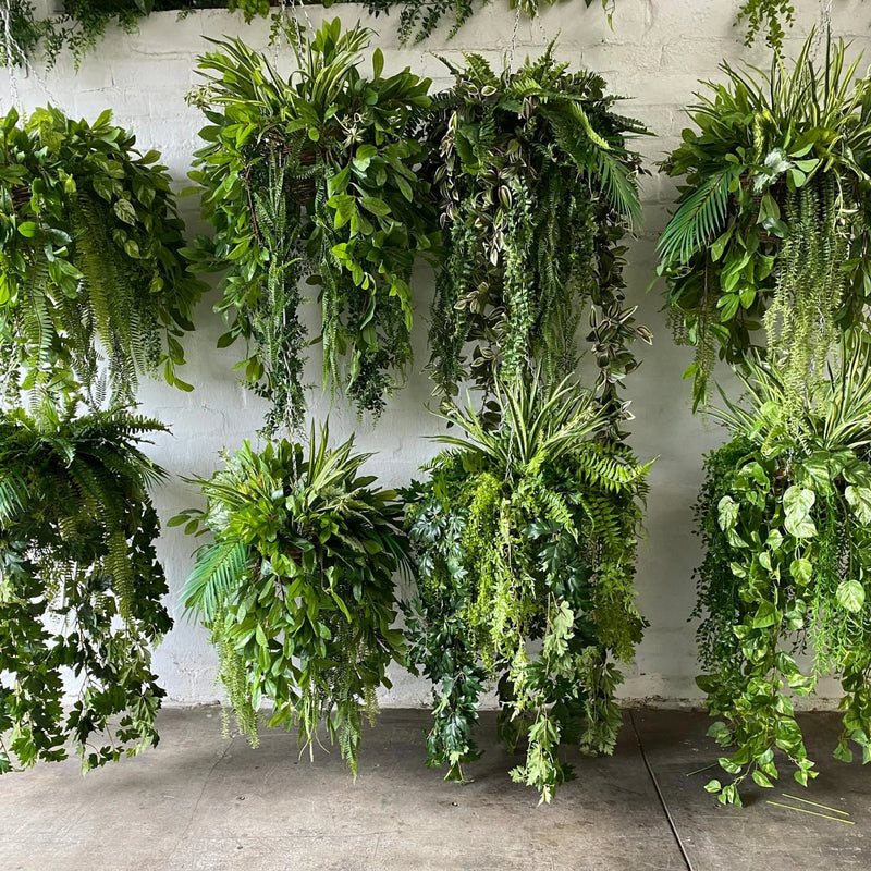 Green Chandelier for Planting Perfect for Borders Heirloom & GMO Free Seeds for Home Garden
Sale