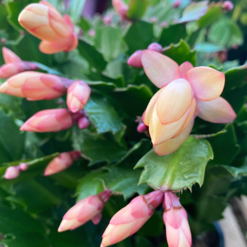 Peach Schlumbergera Flower seeds for Planting - Sun Loving, Heirloom & GMO Free Seeds for Home Garden