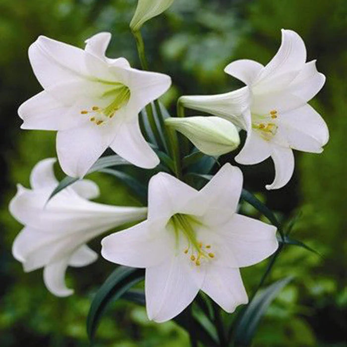 White Amaryllis Flower Seeds for Planting Vibrant Colors Heirloom & GMO Free Seeds for Home Garden
Sale