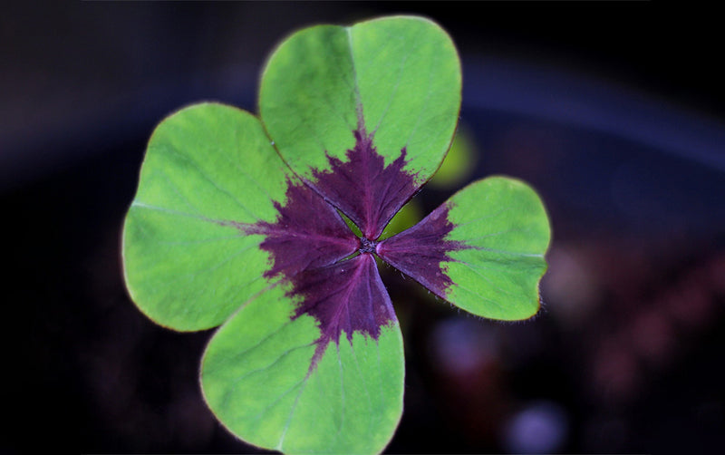 Green Purple Four Leaf Clover Flower seeds for Planting Home Garden Favorite Heirloom & GMO Free Seeds For Home Garden
Sale