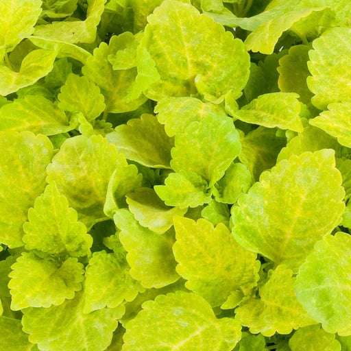 Yellow Green Coleus Flower seeds for Planting - Colorful Display, Heirloom & GMO Free Seeds for Home Garden
Sale
