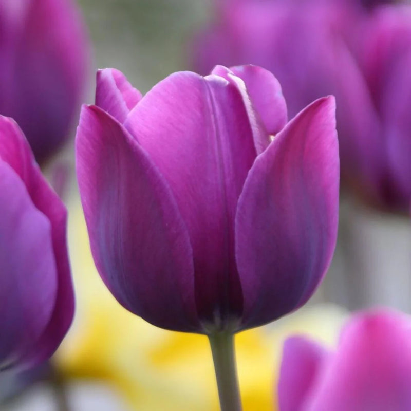 Violet Tulip Flower Seeds for Planting Shade Tolerant Heirloom & GMO Free Seeds for Home Garden
Sale