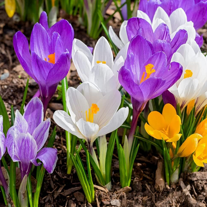 Mixed Crocus Flower Seeds for Planting Garden Favorite Heirloom & GMO Free Seeds for Home Garden
Sale