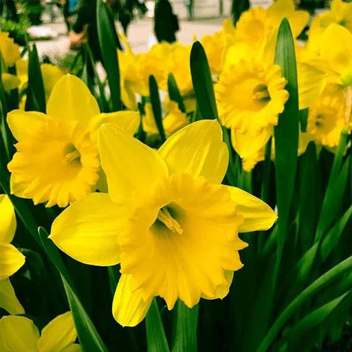 Mixed daffodil seeds collection for planting