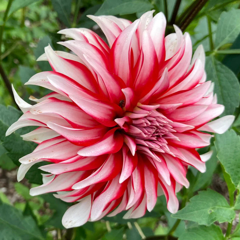 Dahlia Santa Claus Flower seeds for Planting Shade Tolerant Heirloom & GMO Free Seeds for Home Garden
Sale seeds for home garden planting