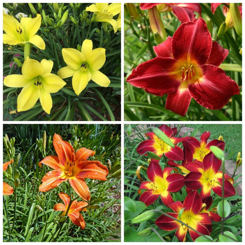 Mixed Hemerocallis Flower Seeds for Planting Easy to Grow Heirloom & GMO Free Seeds for Home Garden
Sale