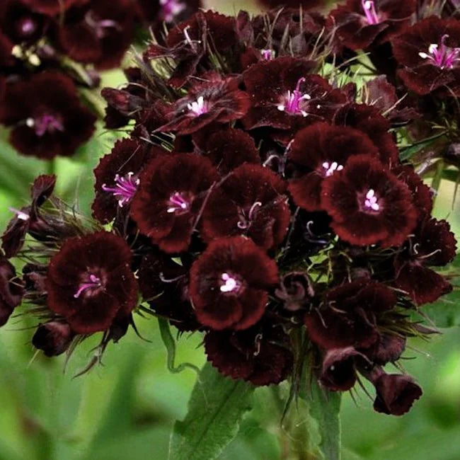 Maroon William Dianthus Flower seeds for Planting - Premium Quality, Heirloom & GMO Free Seeds for Home Garden
Sale seeds for planting in home garden