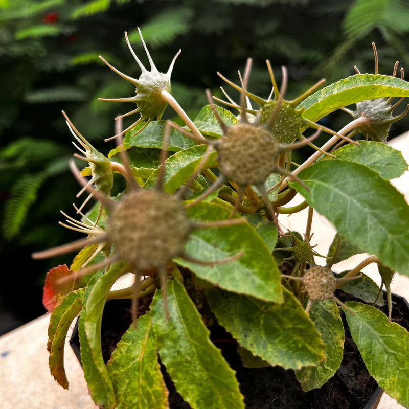 Dorstenia Lavrano Flower seeds for Planting Low Maintenance Heirloom & GMO Free Seeds for Home Garden
Sale