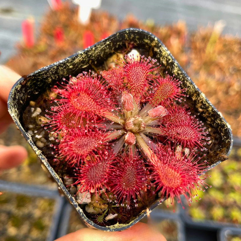 Light Pink Sundew for Planting Hardy Variety Heirloom & GMO Free Seeds for Home Garden
Sale