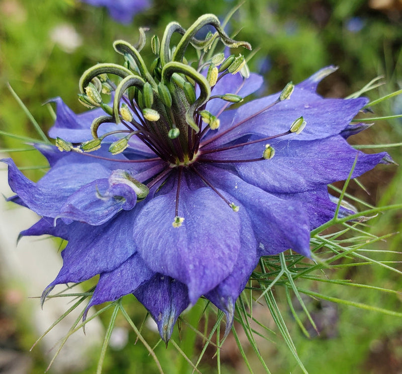 Nigella Hispanica Flower seeds for Planting Easy to Grow Heirloom & GMO Free Seeds for Home Garden
Sale for planting in home garden