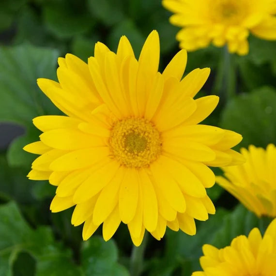 Easy Grow Bellis Perennis Seeds for Garden Beds