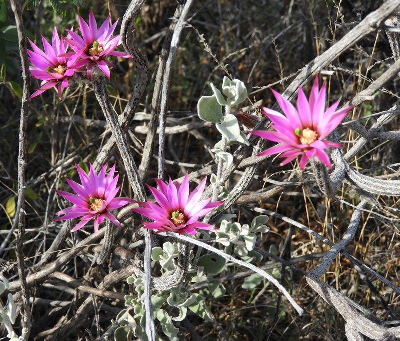 Wilcoxia Poselgeri Seed for Planting Seed for Flourishing and Lush Greenery in Your Garden