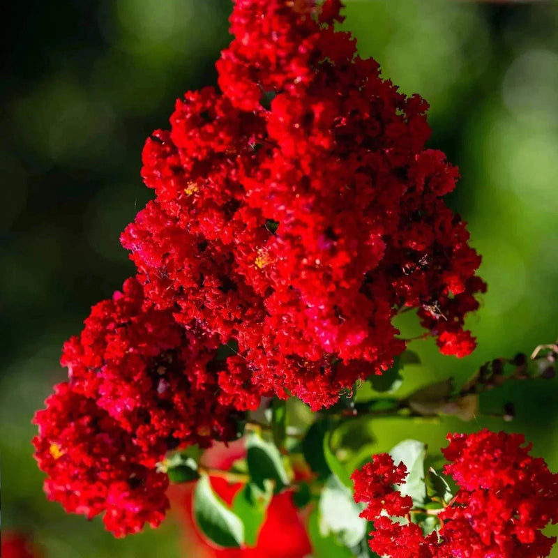 Red Futaba Crape Flower seeds for Planting Pollinator Friendly Heirloom & GMO Free Seeds for Home Garden
Sale