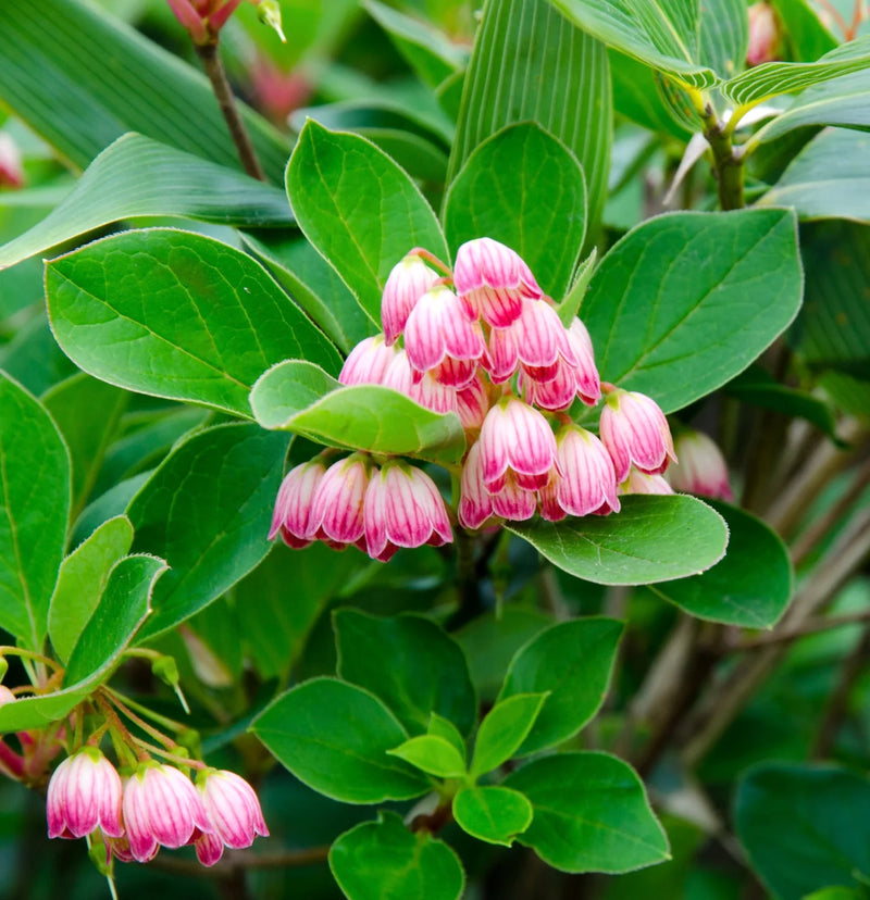Enkianthus Campanulatus Flower seeds for Planting Drought Tolerant Heirloom & GMO Free Seeds for Home Garden